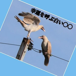 「幸運を呼ぶ白い〇〇」🎵