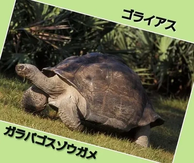 「135歳で初めて父親になったゴライアス」🎵