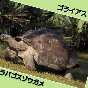 「135歳で初めて父親になったゴライアス」🎵