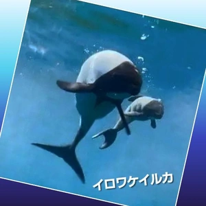 「2年ぶりにイロワケイルカの赤ちゃん誕生」❗️