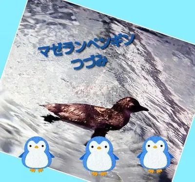 「水嫌いのペンギンが…」🎵