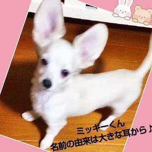 「やっぱり写真はブレブレだけど…」🎵