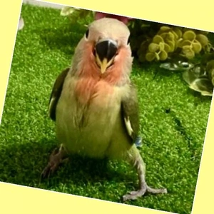 「コザクラインコが可愛かった」🎵