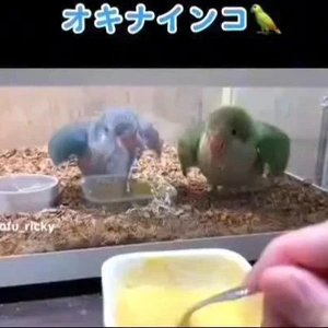 「オキナインコのワキワキダンスが可愛い件」❗️