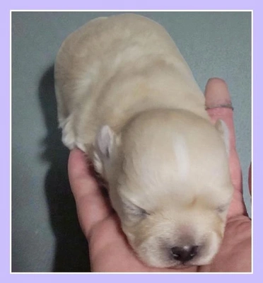 「ラテくん、生後2週間」🎵