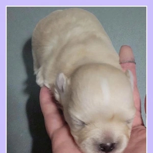 「ラテくん、生後2週間」🎵