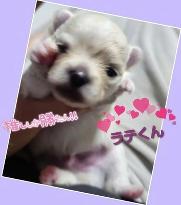 「ラテくんの目が開いてきた」🎵