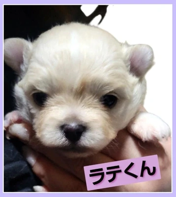 「最近のラテくんは…」🎵