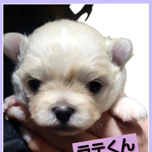 「最近のラテくんは…」🎵