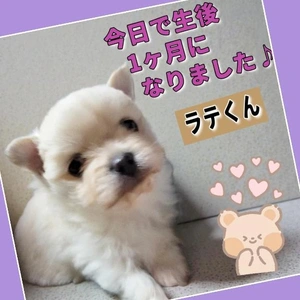 「ラテくんが…」🎵