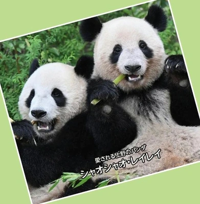 「パンダが日本からいなくなる日…」