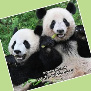 「パンダが日本からいなくなる日…」