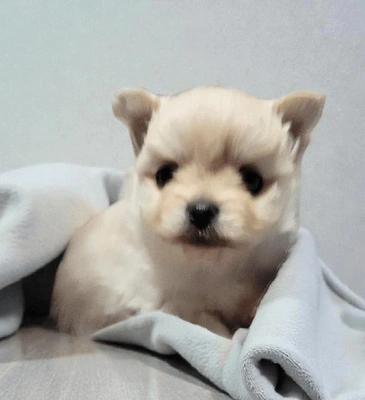 「歯が生えてきて」