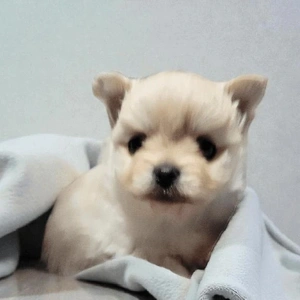 「歯が生えてきて」