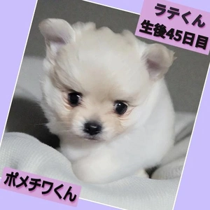 「ラテくんの成長」❗️