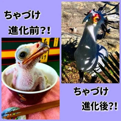 「進化前？！進化後？！」