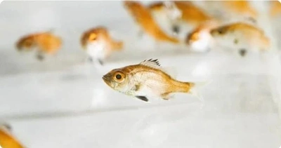 「完全養殖、成功〜」🎵