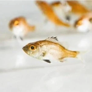 「完全養殖、成功〜」🎵