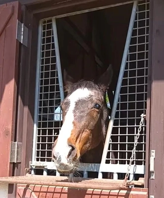 「今の日本競馬界を支えた馬」❗️