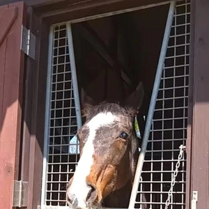 「今の日本競馬界を支えた馬」❗️