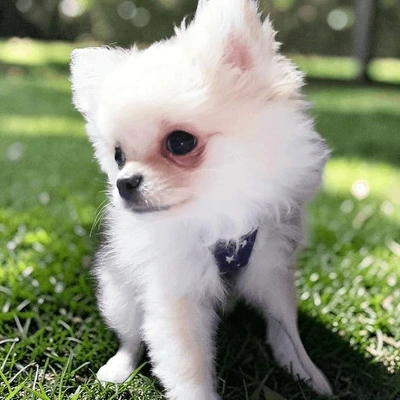 「ラテくん、お散歩デビュー」🎵