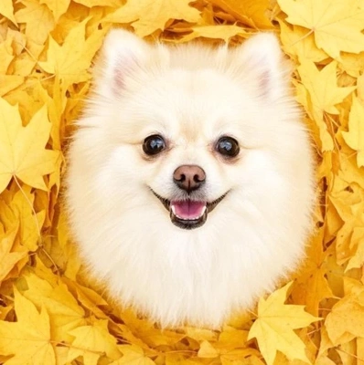 「プリンちゃんがいない日」❗️