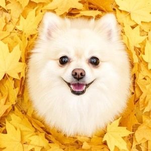 「プリンちゃんがいない日」❗️