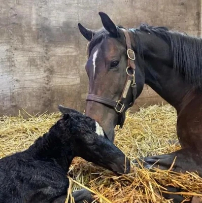 「スターズオンアースがお母さんに❗️」