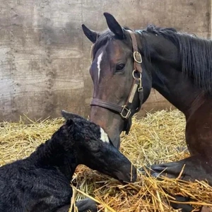 「スターズオンアースがお母さんに❗️」