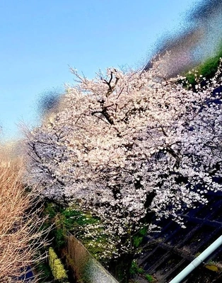 当日でｺﾞﾒﾝﾅｻｰｲ!!