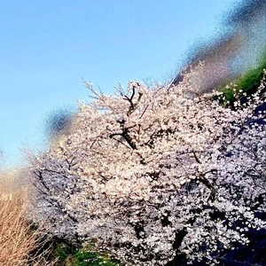 当日でｺﾞﾒﾝﾅｻｰｲ!!