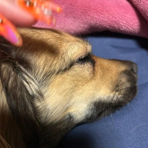 日光アレルギーVS暑がり
