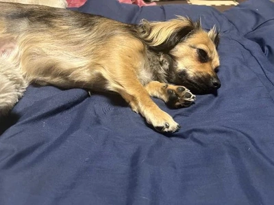 ワンコの調子が💦