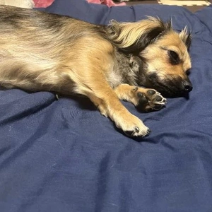 ワンコの調子が💦