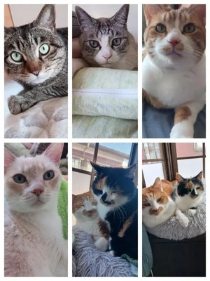 我が家の愛猫🐱