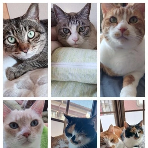 我が家の愛猫🐱