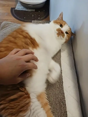 昨日も