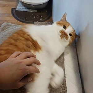 昨日も
