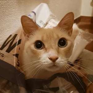 お知らせ⋆͛📢⋆