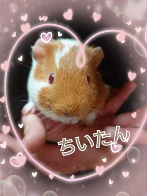 新しい家族🐹🍀