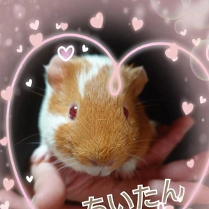 新しい家族🐹🍀