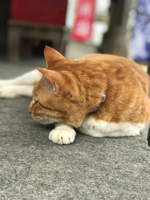 とうとうヤツが来たみたいです(´・∀・｀)