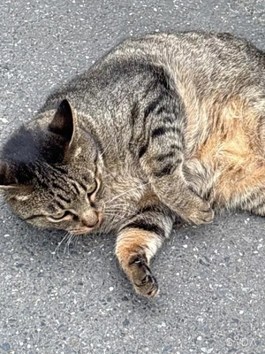 にゃんともたまらん♡