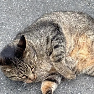 にゃんともたまらん♡