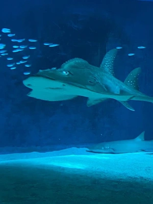 今月のお休み予定