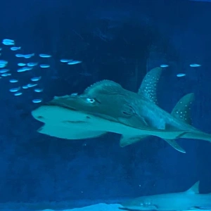 今月のお休み予定