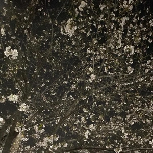 もっと私だけを見てほしいだけなのに