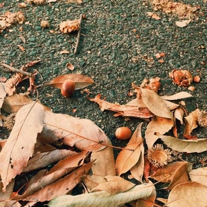 今日から10月だね🍁