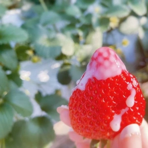 …欲しいなぁ🍓💕