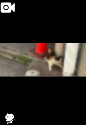 猫の日ฅ^•ω•^ฅ